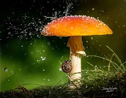 csigásgomba